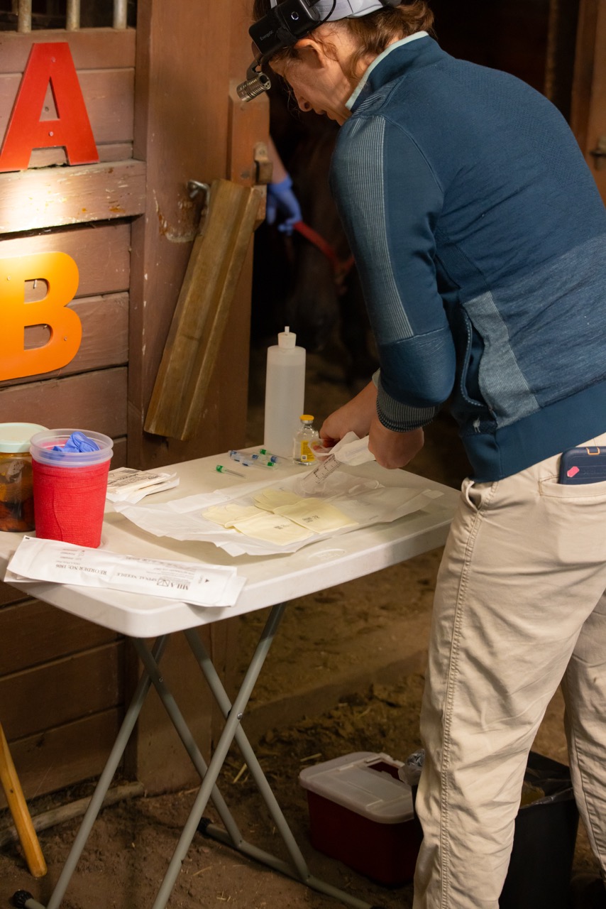Equine dental procedure